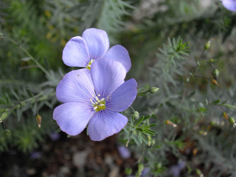 Linum perenne photo